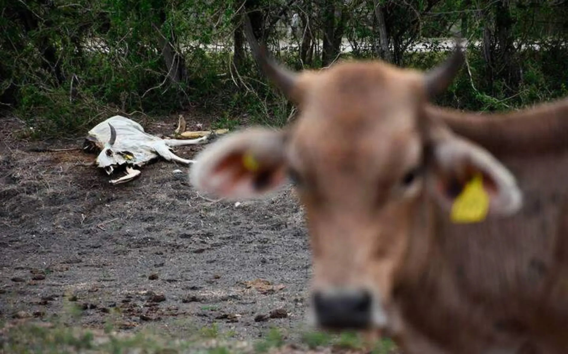 Ola de calor provoca muerte de ganado